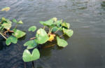 Spatterdock - Cow Lily